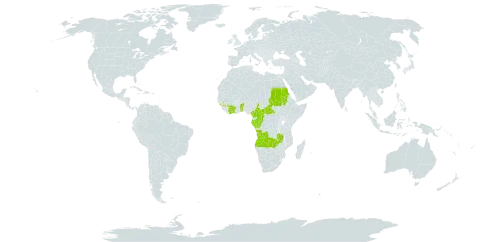 Cyanthillium stelluliferum world distribution map, present in Angola, Benin, Central African Republic, Côte d'Ivoire, Cameroon, Congo, Gabon, Guinea, Equatorial Guinea, Sudan, Sao Tome and Principe, Togo, Uganda, and Zambia