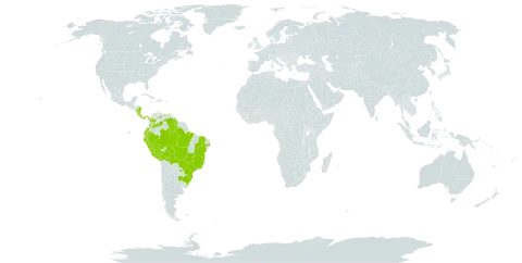 Cyathea delgadii world distribution map, present in Argentina, Bolivia (Plurinational State of), Brazil, Colombia, Costa Rica, Ecuador, Guyana, Nicaragua, Panama, Peru, Paraguay, and Venezuela (Bolivarian Republic of)