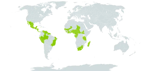 Cyathula achyranthoides world distribution map, present in Benin, Burkina Faso, Belize, Brazil, Central African Republic, Côte d'Ivoire, Cameroon, Congo, Costa Rica, Ecuador, Gabon, Ghana, Guinea, Gambia, Equatorial Guinea, Guatemala, French Guiana, Guyana, Honduras, Jamaica, Madagascar, Mexico, Mali, Nigeria, Nicaragua, Panama, Peru, Senegal, Sierra Leone, South Sudan, Suriname, Chad, Togo, Trinidad and Tobago, Tanzania, United Republic of, Uganda, Venezuela (Bolivarian Republic of), and South Africa