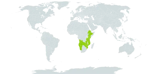 Cyclantheropsis parviflora world distribution map, present in Angola, Ethiopia, Kenya, Mozambique, Malawi, Namibia, Tanzania, United Republic of, Zambia, and Zimbabwe