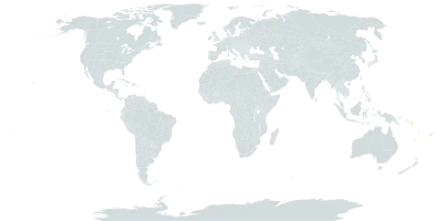 Cyclophyllum barbatum world distribution map, present in Cook Islands, Fiji, Pitcairn, Solomon Islands, Tonga, and Samoa