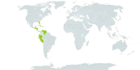 Cyclopogon cranichoides world distribution map, present in Bahamas, Belize, Cuba, Cayman Islands, Dominica, Ecuador, Guatemala, Honduras, Haiti, Jamaica, Nicaragua, Panama, Peru, Puerto Rico, United States of America, and Venezuela (Bolivarian Republic of)