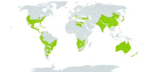 Cyclospermum leptophyllum world distribution map, present in Angola, Albania, Argentina, Australia, Bahamas, Bolivia (Plurinational State of), Brazil, Barbados, Botswana, Chile, China, Cook Islands, Colombia, Cabo Verde, Costa Rica, Cuba, Cyprus, Dominican Republic, Ecuador, Egypt, Spain, Fiji, Georgia, Guadeloupe, Greece, Guatemala, Honduras, Croatia, Haiti, India, Israel, Italy, Jamaica, Japan, Libya, Sri Lanka, Lesotho, Mexico, Myanmar, Martinique, Mauritius, Namibia, Nicaragua, Niue, New Zealand, Pakistan, Panama, Peru, Philippines, Papua New Guinea, Puerto Rico, Korea (Democratic People's Republic of), Portugal, Paraguay, Réunion, El Salvador, eSwatini, Turks and Caicos Islands, Tonga, Turkey, Taiwan, Province of China, Uruguay, United States of America, Venezuela (Bolivarian Republic of), South Africa, Zambia, and Zimbabwe