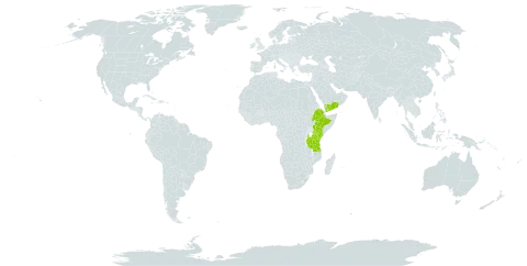 Cycniopsis humifusa world distribution map, present in Ethiopia, Kenya, Tanzania, United Republic of, Uganda, and Yemen