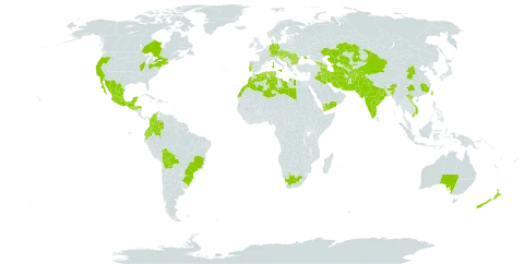 Cydonia oblonga world distribution map, present in Afghanistan, Albania, Armenia, Australia, Austria, Azerbaijan, Bulgaria, Bolivia (Plurinational State of), Brazil, Canada, Switzerland, China, Colombia, Czech Republic, Germany, Algeria, Ecuador, Spain, France, Georgia, Greece, Guatemala, Honduras, Croatia, Hungary, India, Iran (Islamic Republic of), Iraq, Italy, Kazakhstan, Libya, Morocco, Mexico, Nepal, New Zealand, Pakistan, Portugal, Romania, El Salvador, Slovakia, Slovenia, Tajikistan, Turkmenistan, Tunisia, Taiwan, Province of China, Ukraine, United States of America, Uzbekistan, Viet Nam, Yemen, and South Africa