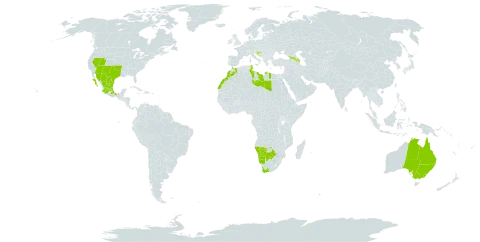 Cylindropuntia imbricata subsp. imbricata world distribution map, present in Australia, Azerbaijan, Botswana, Spain, Georgia, Croatia, Libya, Morocco, Mexico, Namibia, Tunisia, United States of America, and South Africa