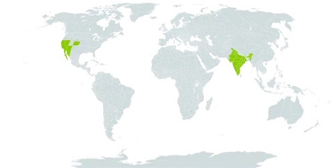 Cylindropuntia ramosissima world distribution map, present in India, Mexico, and United States of America