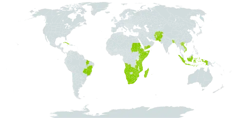 Cymbopogon caesius world distribution map, present in Afghanistan, Angola, Burkina Faso, Bangladesh, Brazil, Botswana, Comoros, Cuba, Ethiopia, Indonesia, Kenya, Lao People's Democratic Republic, Lesotho, Madagascar, Mozambique, Namibia, Pakistan, Réunion, Rwanda, Sudan, Somalia, eSwatini, Tanzania, United Republic of, Uganda, Viet Nam, Yemen, South Africa, Zambia, and Zimbabwe