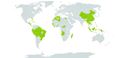 Cymbopogon citratus world distribution map, present in Angola, Benin, Bangladesh, Bahamas, Belize, Bolivia (Plurinational State of), Brazil, Central African Republic, China, Cook Islands, Costa Rica, Cuba, Dominica, Algeria, Ecuador, Egypt, Fiji, Ghana, Guinea, Gambia, Guinea-Bissau, Guatemala, Guyana, Honduras, Haiti, Indonesia, Jamaica, Lao People's Democratic Republic, Liberia, Morocco, Madagascar, Myanmar, Mauritius, Nicaragua, Panama, Peru, Philippines, Puerto Rico, Réunion, Rwanda, Senegal, Sierra Leone, Suriname, Seychelles, Thailand, Tonga, Taiwan, Province of China, United States of America, Viet Nam, and Samoa