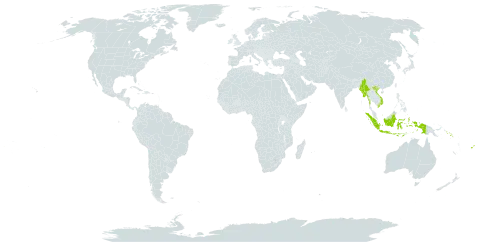 Cymbopogon coloratus world distribution map, present in Fiji, Indonesia, Myanmar, Solomon Islands, and Viet Nam