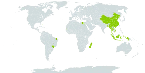 Cymbopogon flexuosus world distribution map, present in Andorra, Bangladesh, Bahamas, Brazil, China, Egypt, Indonesia, Madagascar, Myanmar, Mauritius, Nepal, Seychelles, Thailand, and Viet Nam