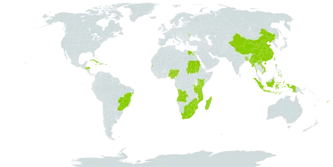 Cymbopogon nardus world distribution map, present in Angola, Andorra, Burkina Faso, Bangladesh, Bahamas, Brazil, Botswana, China, Cuba, Dominica, Egypt, Fiji, Honduras, Haiti, Indonesia, Jamaica, Kenya, Lao People's Democratic Republic, Lesotho, Moldova (Republic of), Madagascar, Maldives, Myanmar, Mozambique, Nigeria, Philippines, Puerto Rico, Rwanda, Sudan, eSwatini, Seychelles, Taiwan, Province of China, Tanzania, United Republic of, Uganda, United States of America, Viet Nam, South Africa, and Zimbabwe