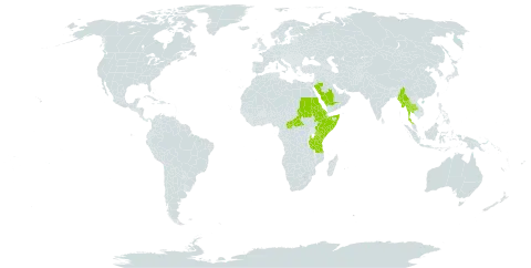 Cymbopogon nervatus world distribution map, present in Central African Republic, Eritrea, Ethiopia, Kenya, Myanmar, Saudi Arabia, Sudan, Somalia, Thailand, and Tanzania, United Republic of