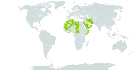 Cymbopogon schoenanthus subsp. schoenanthus world distribution map, present in Benin, Central African Republic, Djibouti, Algeria, Ghana, Guinea, Iran (Islamic Republic of), Libya, Morocco, Mali, Mauritania, Oman, Palau, Réunion, Saudi Arabia, Singapore, Somalia, Chad, Tunisia, and Yemen