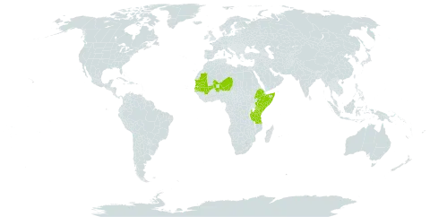 Cynanchum hastifolium world distribution map, present in Burkina Faso, Ethiopia, Kenya, Mali, Mauritania, Niger, Senegal, Somalia, and Tanzania, United Republic of