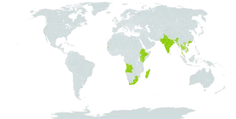 Cynanchum viminale subsp. viminale world distribution map, present in Angola, China, Ethiopia, India, Kenya, Lesotho, Madagascar, Myanmar, Mayotte, Nepal, Pakistan, eSwatini, Seychelles, Thailand, Viet Nam, and South Africa