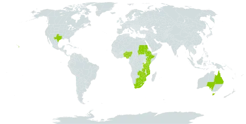 Cynodon aethiopicus world distribution map, present in Australia, Benin, Burkina Faso, Botswana, Ethiopia, Kenya, Mozambique, Nigeria, Rwanda, Sudan, Tanzania, United Republic of, Uganda, United States of America, South Africa, Zambia, and Zimbabwe