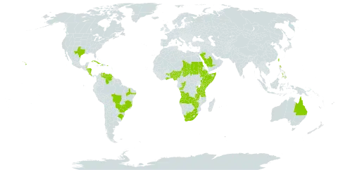 Cynodon nlemfuensis world distribution map, present in Angola, Australia, Benin, Burkina Faso, Belize, Brazil, Congo, Costa Rica, Cuba, Cayman Islands, Dominica, Ethiopia, Ghana, Honduras, Haiti, Kenya, Nigeria, Nicaragua, Philippines, Puerto Rico, Rwanda, Saudi Arabia, Sudan, Somalia, Chad, Taiwan, Province of China, Tanzania, United Republic of, Uganda, United States of America, Venezuela (Bolivarian Republic of), South Africa, Zambia, and Zimbabwe