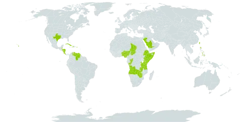 Cynodon nlemfuensis var. nlemfuensis world distribution map, present in Angola, Benin, Burkina Faso, Belize, Congo, Costa Rica, Cuba, Cayman Islands, Dominica, Ethiopia, Honduras, Haiti, Kenya, Nigeria, Nicaragua, Philippines, Puerto Rico, Rwanda, Saudi Arabia, Somalia, Chad, Taiwan, Province of China, Tanzania, United Republic of, Uganda, United States of America, Venezuela (Bolivarian Republic of), Zambia, and Zimbabwe