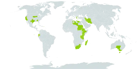 Cynodon transvaalensis world distribution map, present in Åland Islands, Australia, Ecuador, Egypt, Ethiopia, Greece, Iran (Islamic Republic of), Kenya, Libya, Lesotho, Madagascar, Puerto Rico, Sudan, Tanzania, United Republic of, Uganda, United States of America, and South Africa