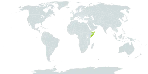 Cynoglossopsis somaliensis world distribution map, present in Djibouti and Somalia