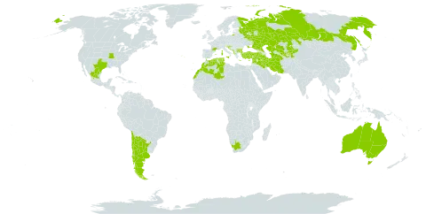 Cynoglossum creticum world distribution map, present in Albania, Argentina, Armenia, Australia, Bulgaria, Bosnia and Herzegovina, Chile, Cyprus, Algeria, Spain, France, Greece, Croatia, Iran (Islamic Republic of), Iraq, Israel, Italy, Kazakhstan, Kyrgyzstan, Lebanon, Morocco, Mexico, North Macedonia, Malta, Montenegro, Portugal, Russian Federation, Slovenia, Syrian Arab Republic, Tajikistan, Turkmenistan, Tunisia, Turkey, Ukraine, United States of America, Uzbekistan, and South Africa