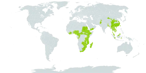 Cynoglossum lanceolatum world distribution map, present in Afghanistan, Benin, Bangladesh, Bhutan, Central African Republic, China, Côte d'Ivoire, Cameroon, Congo, Ethiopia, Equatorial Guinea, Indonesia, India, Japan, Kenya, Cambodia, Lao People's Democratic Republic, Liberia, Sri Lanka, Lesotho, Madagascar, Myanmar, Mozambique, Malawi, Malaysia, Nigeria, Nepal, Pakistan, Philippines, Saudi Arabia, Sudan, South Sudan, eSwatini, Togo, Thailand, Taiwan, Province of China, Tanzania, United Republic of, Uganda, Viet Nam, Yemen, South Africa, Zambia, and Zimbabwe