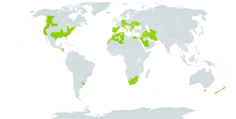 Cynosurus echinatus world distribution map, present in Åland Islands, Albania, Australia, Austria, Bulgaria, Canada, Switzerland, Cyprus, Czech Republic, Germany, Algeria, Egypt, Spain, France, Micronesia (Federated States of), Georgia, Greece, Hungary, Iran (Islamic Republic of), Iraq, Italy, Morocco, Nicaragua, New Zealand, Palau, Portugal, Romania, Saudi Arabia, Turks and Caicos Islands, Turkmenistan, Tunisia, Ukraine, Uruguay, United States of America, and South Africa