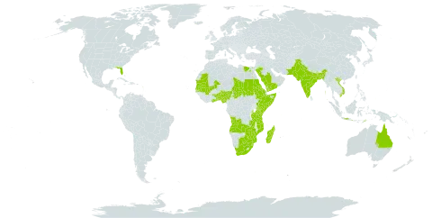 Cyperus alopecuroides world distribution map, present in Angola, Andorra, Australia, Benin, Bangladesh, Botswana, Comoros, Egypt, Eritrea, Ethiopia, Ghana, Guadeloupe, Indonesia, India, Iceland, Kenya, Madagascar, Mali, Mozambique, Mauritania, Nigeria, Pakistan, Palau, Saudi Arabia, Sudan, Senegal, Somalia, eSwatini, Seychelles, Chad, Togo, Timor-Leste, Tanzania, United Republic of, United States of America, Viet Nam, Yemen, South Africa, Zambia, and Zimbabwe