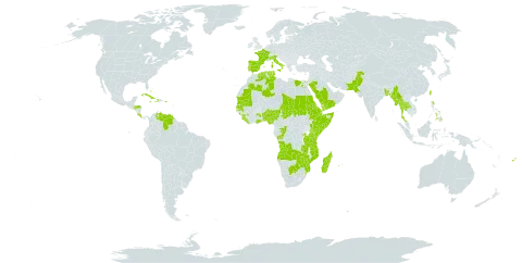 Cyperus alternifolius subsp. flabelliformis world distribution map, present in Angola, Benin, Burkina Faso, Bangladesh, Bahamas, Bermuda, Botswana, Congo, Cook Islands, Costa Rica, Cuba, Djibouti, Dominica, Algeria, Egypt, Eritrea, Spain, Ethiopia, Fiji, France, Ghana, Guinea, Honduras, Haiti, Italy, Jamaica, Kenya, Liberia, Madagascar, Myanmar, Mozambique, Mauritania, Mauritius, Norfolk Island, Nigeria, Pakistan, Philippines, Palau, Puerto Rico, Portugal, Réunion, Rwanda, Saudi Arabia, Sudan, Senegal, Sierra Leone, Somalia, Chad, Thailand, Tunisia, Tuvalu, Taiwan, Province of China, Tanzania, United Republic of, Uganda, Venezuela (Bolivarian Republic of), Yemen, Zambia, and Zimbabwe