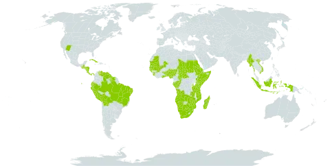 Cyperus amabilis world distribution map, present in Aruba, Angola, Benin, Burkina Faso, Bolivia (Plurinational State of), Brazil, Botswana, Central African Republic, Congo, Comoros, Costa Rica, Cuba, Dominica, Ecuador, Eritrea, Ethiopia, Gabon, Ghana, Guinea, Gambia, Guinea-Bissau, Guatemala, Guyana, Honduras, Indonesia, Kenya, Madagascar, Mali, Myanmar, Mozambique, Mauritania, Namibia, Nigeria, Nicaragua, Panama, Peru, Sudan, Senegal, Sierra Leone, Somalia, Suriname, eSwatini, Chad, Togo, Tanzania, United Republic of, Uganda, United States of America, Venezuela (Bolivarian Republic of), Viet Nam, South Africa, Zambia, and Zimbabwe