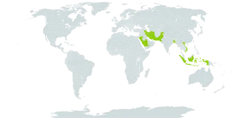 Cyperus arenarius world distribution map, present in Bangladesh, Indonesia, Iran (Islamic Republic of), Pakistan, Saudi Arabia, and Viet Nam