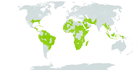 Cyperus articulatus world distribution map, present in Angola, Åland Islands, Benin, Burkina Faso, Bangladesh, Belize, Bolivia (Plurinational State of), Brazil, Botswana, Central African Republic, Congo, Cabo Verde, Costa Rica, Cuba, Dominica, Algeria, Ecuador, Egypt, Eritrea, Ethiopia, Gabon, Georgia, Ghana, Guinea, Gambia, Guinea-Bissau, Guatemala, Guyana, Honduras, Haiti, Indonesia, Iran (Islamic Republic of), Iraq, Jamaica, Kenya, Liberia, Madagascar, Mali, Myanmar, Mozambique, Mauritania, Mauritius, Namibia, Nigeria, Nicaragua, Nepal, Pakistan, Panama, Peru, Palau, Puerto Rico, Paraguay, Réunion, Rwanda, Saudi Arabia, Sudan, Senegal, Singapore, Sierra Leone, Somalia, Suriname, eSwatini, Seychelles, Chad, Togo, Thailand, Tanzania, United Republic of, Uganda, Uruguay, United States of America, Venezuela (Bolivarian Republic of), Viet Nam, Yemen, South Africa, Zambia, and Zimbabwe