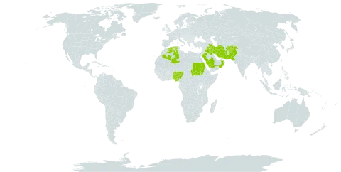 Cyperus aucheri world distribution map, present in Afghanistan, Algeria, Iran (Islamic Republic of), Iraq, Nigeria, Oman, Pakistan, Saudi Arabia, and Sudan