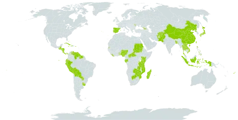 Cyperus brevifolius var. brevifolius world distribution map, present in Afghanistan, Åland Islands, Andorra, Bangladesh, Bahamas, Belize, Bermuda, Bolivia (Plurinational State of), Botswana, Central African Republic, China, Comoros, Costa Rica, Cuba, Cayman Islands, Dominica, Ecuador, Spain, Fiji, Gabon, Georgia, Guatemala, Guyana, Honduras, Haiti, Indonesia, Jamaica, Japan, Kenya, Lao People's Democratic Republic, Liberia, Moldova (Republic of), Madagascar, Mozambique, Mauritius, Norfolk Island, Nigeria, Nicaragua, Nepal, Pakistan, Panama, Pitcairn, Peru, Philippines, Puerto Rico, Korea (Democratic People's Republic of), Portugal, Paraguay, Réunion, Sudan, Suriname, Seychelles, Togo, Thailand, Tonga, Taiwan, Province of China, Tanzania, United Republic of, Uganda, Uruguay, Venezuela (Bolivarian Republic of), Viet Nam, Wallis and Futuna, Samoa, Zambia, and Zimbabwe