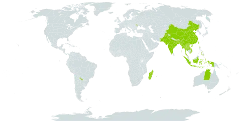 Cyperus compactus world distribution map, present in Andorra, Argentina, Australia, Bangladesh, China, Indonesia, India, Lao People's Democratic Republic, Moldova (Republic of), Madagascar, Myanmar, Mauritius, Nepal, Pakistan, Philippines, Réunion, Thailand, Taiwan, Province of China, United States of America, and Viet Nam