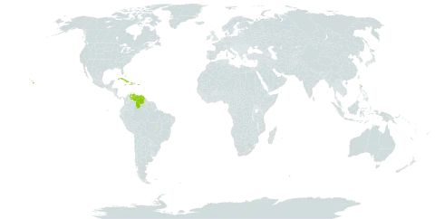 Cyperus confertus world distribution map, present in Aruba, Bahamas, Cuba, Dominica, Haiti, Jamaica, Puerto Rico, United States of America, and Venezuela (Bolivarian Republic of)