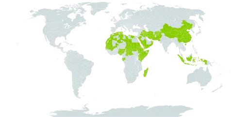 Cyperus conglomeratus world distribution map, present in Afghanistan, Central African Republic, China, Djibouti, Algeria, Egypt, Eritrea, Ethiopia, Gabon, Indonesia, Iran (Islamic Republic of), Iraq, Kenya, Kuwait, Libya, Morocco, Madagascar, Mali, Mauritania, Mauritius, Nigeria, Oman, Pakistan, Palau, Saudi Arabia, Sudan, Senegal, Singapore, Somalia, Seychelles, Chad, Tunisia, and Yemen