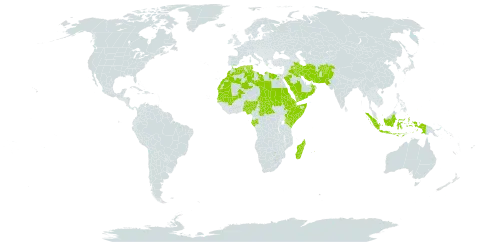 Cyperus conglomeratus subsp. conglomeratus world distribution map, present in Afghanistan, Central African Republic, Djibouti, Algeria, Egypt, Eritrea, Ethiopia, Gabon, Indonesia, Iran (Islamic Republic of), Iraq, Kenya, Kuwait, Libya, Morocco, Madagascar, Mali, Mauritania, Mauritius, Nigeria, Oman, Pakistan, Palau, Saudi Arabia, Sudan, Senegal, Singapore, Somalia, Seychelles, Chad, Tunisia, and Yemen