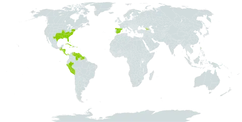 Cyperus croceus world distribution map, present in Åland Islands, Bahamas, Bermuda, Costa Rica, Cuba, Spain, Georgia, Guatemala, Guyana, Honduras, Haiti, Jamaica, Nicaragua, Panama, Peru, Puerto Rico, Suriname, United States of America, and Venezuela (Bolivarian Republic of)