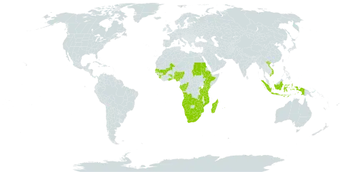 Cyperus denudatus world distribution map, present in Angola, Burkina Faso, Botswana, Congo, Ethiopia, Gabon, Ghana, Guinea, Indonesia, Kenya, Lesotho, Madagascar, Mali, Mozambique, Mauritius, Namibia, Nigeria, Rwanda, Sudan, Senegal, Sierra Leone, eSwatini, Togo, Tanzania, United Republic of, Uganda, Viet Nam, South Africa, Zambia, and Zimbabwe