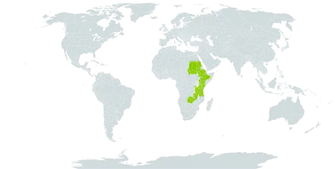 Cyperus derreilema world distribution map, present in Ethiopia, Kenya, Rwanda, Sudan, Tanzania, United Republic of, Uganda, and Zambia