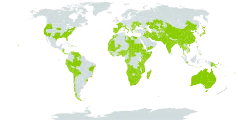 Cyperus difformis world distribution map, present in Afghanistan, Angola, Åland Islands, Albania, Andorra, Australia, Benin, Burkina Faso, Bangladesh, Bulgaria, Bolivia (Plurinational State of), Brazil, Botswana, Central African Republic, Chile, China, Congo, Cook Islands, Comoros, Cabo Verde, Costa Rica, Dominica, Ecuador, Egypt, Spain, Ethiopia, Fiji, France, Gabon, Georgia, Ghana, Guinea, Gambia, Guinea-Bissau, Greece, Guyana, Haiti, Indonesia, India, Iran (Islamic Republic of), Iraq, Iceland, Italy, Jamaica, Japan, Kazakhstan, Kenya, Kyrgyzstan, Liberia, Libya, Sri Lanka, Lesotho, Morocco, Madagascar, Mali, Myanmar, Mozambique, Mauritania, Mauritius, Namibia, Norfolk Island, Nigeria, Nicaragua, Nepal, Pakistan, Panama, Peru, Philippines, Palau, Papua New Guinea, Puerto Rico, Korea (Democratic People's Republic of), Portugal, Réunion, Romania, Rwanda, Sudan, Senegal, Sierra Leone, Somalia, eSwatini, Seychelles, Turks and Caicos Islands, Chad, Togo, Thailand, Tokelau, Timor-Leste, Taiwan, Province of China, Tanzania, United Republic of, Uganda, Ukraine, United States of America, Uzbekistan, Venezuela (Bolivarian Republic of), Viet Nam, Yemen, South Africa, Zambia, and Zimbabwe