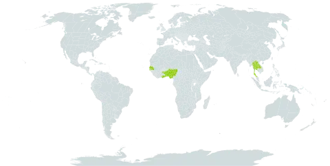 Cyperus dipsacoides world distribution map, present in Benin, Ghana, Lao People's Democratic Republic, Nigeria, Senegal, Togo, and Thailand