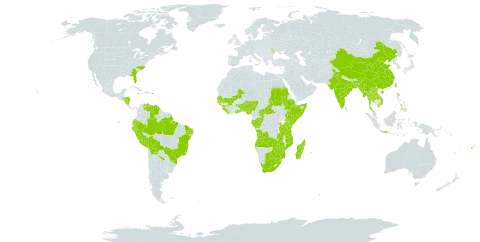 Cyperus distans world distribution map, present in Angola, Andorra, Argentina, Benin, Burkina Faso, Bangladesh, Bolivia (Plurinational State of), Brazil, Botswana, Central African Republic, China, Congo, Comoros, Dominica, Ecuador, Ethiopia, Fiji, Gabon, Ghana, Guinea, Gambia, Guinea-Bissau, Honduras, Indonesia, India, Jamaica, Kenya, Lao People's Democratic Republic, Liberia, Moldova (Republic of), Madagascar, Mali, Myanmar, Mozambique, Mauritius, Nigeria, Nicaragua, Nepal, Peru, Philippines, Puerto Rico, Réunion, Rwanda, Sudan, Senegal, Singapore, Sierra Leone, Somalia, eSwatini, Seychelles, Togo, Thailand, Taiwan, Province of China, Tanzania, United Republic of, Uganda, United States of America, Venezuela (Bolivarian Republic of), Viet Nam, South Africa, Zambia, and Zimbabwe