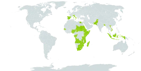 Cyperus dives world distribution map, present in Angola, Burkina Faso, Bangladesh, Botswana, Congo, Egypt, Eritrea, Spain, Ethiopia, Gabon, Indonesia, Italy, Kenya, Madagascar, Mozambique, Nigeria, Pakistan, Palau, Rwanda, Sudan, Senegal, Somalia, Chad, Tanzania, United Republic of, Uganda, Viet Nam, South Africa, Zambia, and Zimbabwe