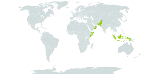 Cyperus dwarkensis world distribution map, present in Indonesia, Oman, Pakistan, and Somalia