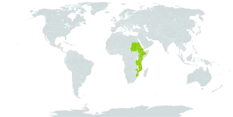 Cyperus fischerianus world distribution map, present in Eritrea, Ethiopia, Kenya, Mozambique, Sudan, Tanzania, United Republic of, and Uganda