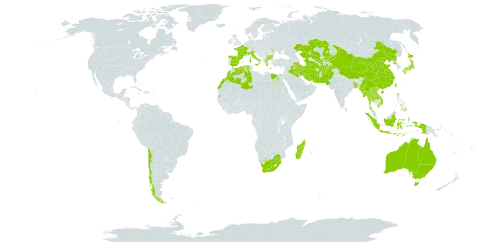 Cyperus flavidus world distribution map, present in Afghanistan, Australia, Bangladesh, Bulgaria, Chile, China, Algeria, Egypt, Spain, France, Greece, Hong Kong, Indonesia, Iran (Islamic Republic of), Iraq, Iceland, Italy, Japan, Kazakhstan, Kyrgyzstan, Lao People's Democratic Republic, Morocco, Moldova (Republic of), Madagascar, Myanmar, Mauritius, Nepal, Pakistan, Philippines, Palau, Korea (Democratic People's Republic of), Réunion, eSwatini, Seychelles, Turks and Caicos Islands, Thailand, Turkmenistan, Taiwan, Province of China, United States of America, Uzbekistan, Viet Nam, and South Africa