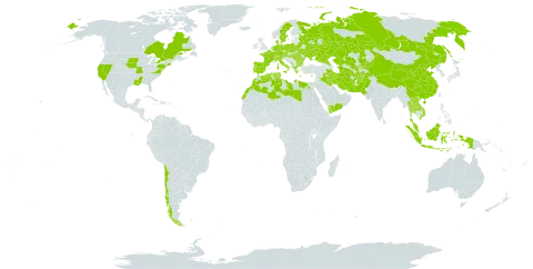 Cyperus fuscus world distribution map, present in Afghanistan, Albania, Austria, Bulgaria, Belarus, Canada, Switzerland, Chile, China, Cyprus, Czech Republic, Germany, Denmark, Algeria, Egypt, Spain, France, Greece, Hungary, Indonesia, Iran (Islamic Republic of), Iraq, Italy, Kazakhstan, Kyrgyzstan, Lao People's Democratic Republic, Libya, Morocco, Montenegro, Malaysia, Netherlands, Nepal, Pakistan, Palau, Poland, Portugal, Romania, Russian Federation, Sweden, Turks and Caicos Islands, Thailand, Turkmenistan, Tunisia, Ukraine, United States of America, Uzbekistan, Viet Nam, and Yemen